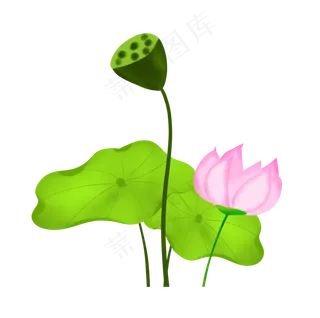 荷花荷叶和莲蓬插图