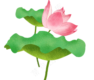 二十四节气之大暑荷叶荷花主题手,免抠元素