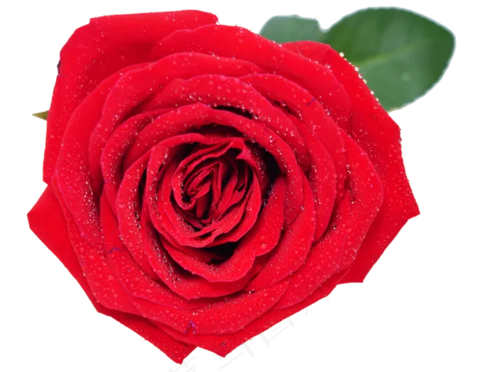 红玫瑰玫瑰花(4000*3000px 300 dpi )