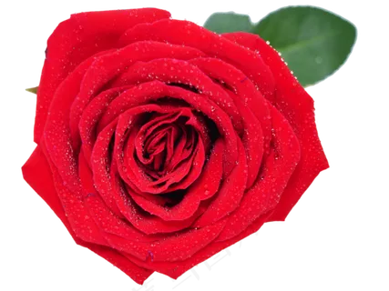 红玫瑰玫瑰花 红玫瑰玫瑰花