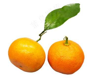 黄色橘子水果