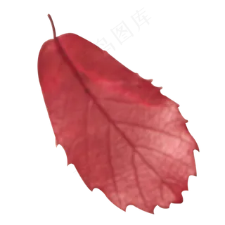 实拍的秋天的红色树叶 实拍的秋天的红色树叶