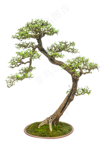 造型盆栽,免抠元素