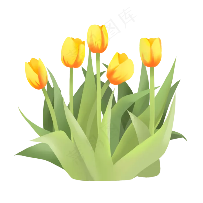 手绘鲜花装饰素材郁金香荷兰花(2000X2000(DPI:300))psd模版下载