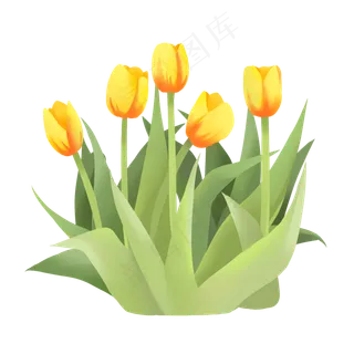 手绘鲜花装饰素材郁金香荷兰花