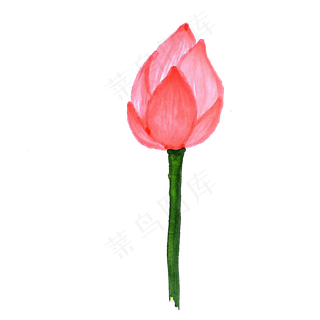 红色未盛开的荷花