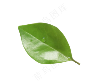 一片绿色的叶子