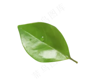 一片绿色的叶子