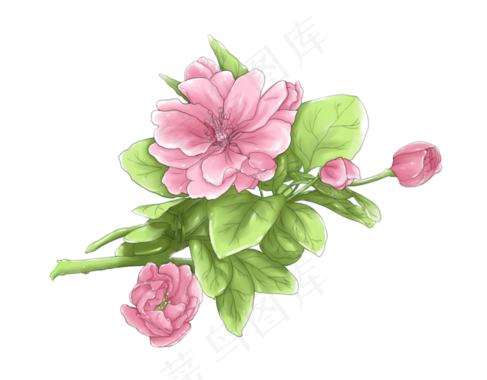 唯美海棠花水彩线描线稿免费下载,免抠元素