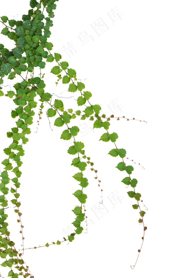 绿色植物叶子