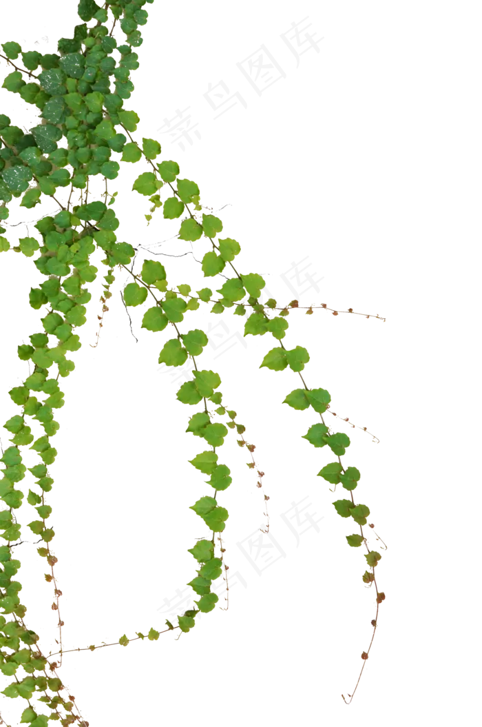 绿色植物叶子(2177*3281px 300 dpi )