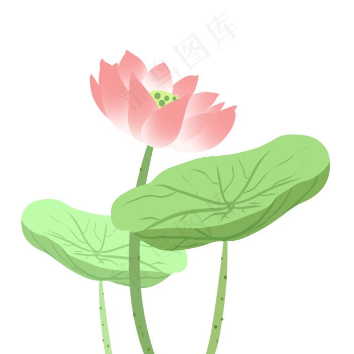 夏季荷花PNG