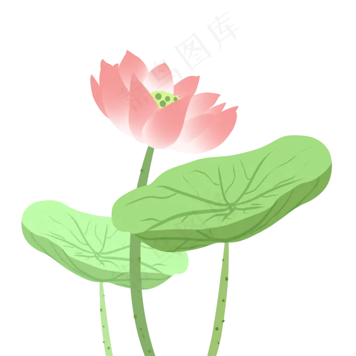 夏季荷花PNG(2000X2000(DPI:300))psd模版下载