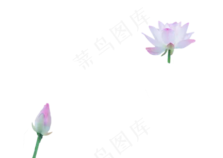 荷花花苞 荷花花苞
