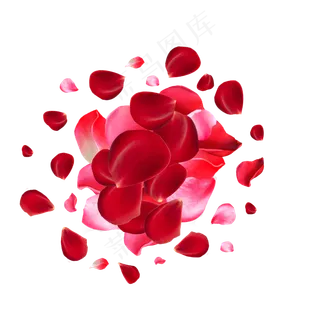 浪漫爱情玫瑰花 浪漫爱情玫瑰花