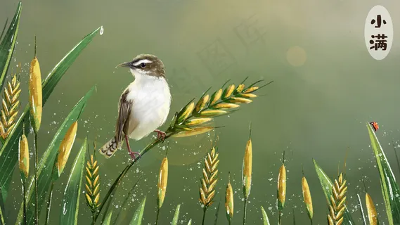 小满夏日麦田小鸟