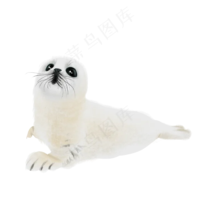 保护动物海狮抵制皮毛,免抠元素(3000*3000px 300 dpi )psd模版下载