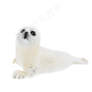 保护动物海狮抵制皮毛,免抠元素