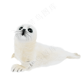 保护动物海狮抵制皮毛,免抠元素