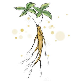 中医药材人参和叶子,免抠元素