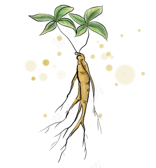 中医药材人参和叶子,免抠元素