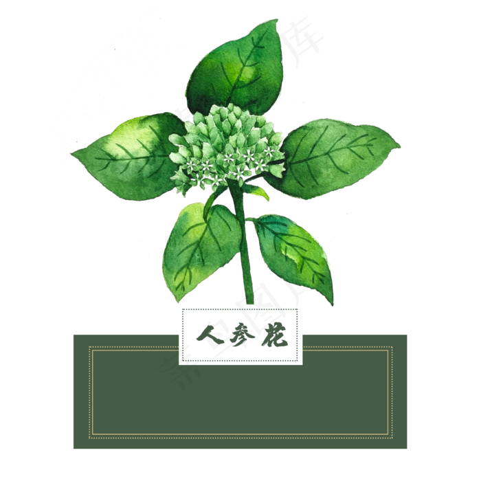 花类中草药水彩人参花(2500X2500(DPI:300))psd模版下载