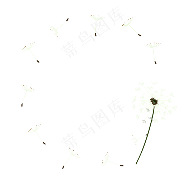 白色蒲公英花边框