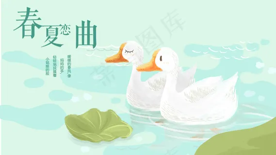 春天夏天湖面白鹅