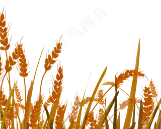 芒种节气黄金风景稻草人