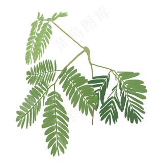 植物含羞草水彩手绘图