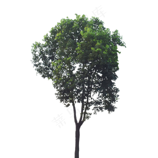 一颗绿色的树,免抠元素