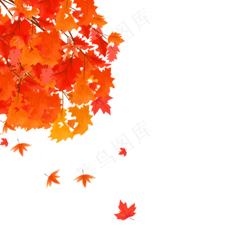 飘舞的枫叶立秋节气,免抠元素