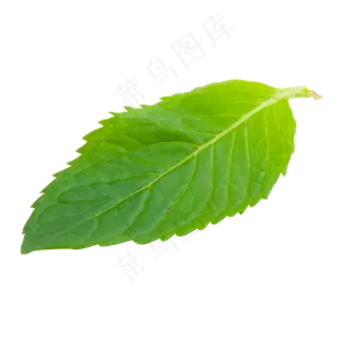 绿色光泽纹理树叶元素