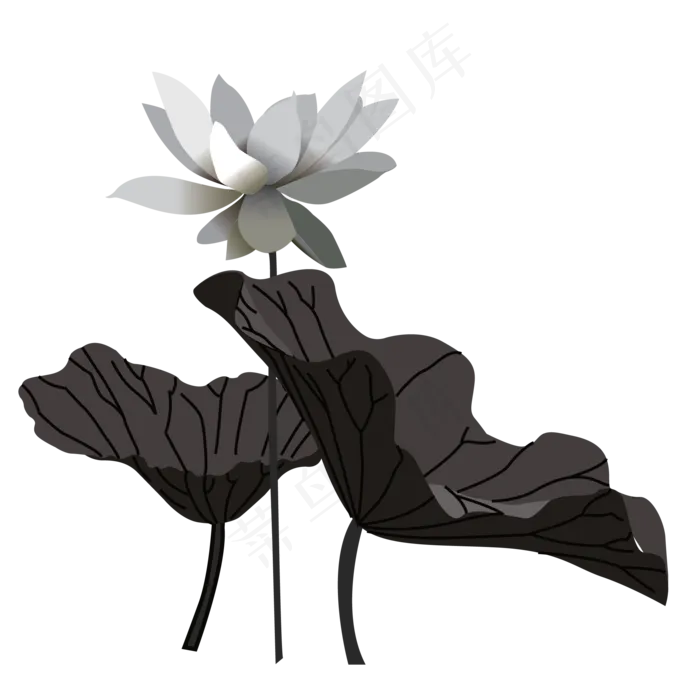 灰色系的荷花免抠图(2063X2063(DPI:300))psd模版下载