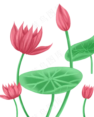 夏日盛开荷花素材图案
