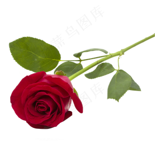 玫瑰花朵