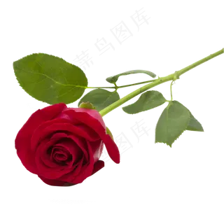 玫瑰花朵