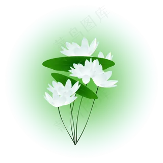 夏日荷花清新精美