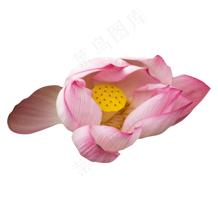 粉色莲花(2000X2000(DPI:300))