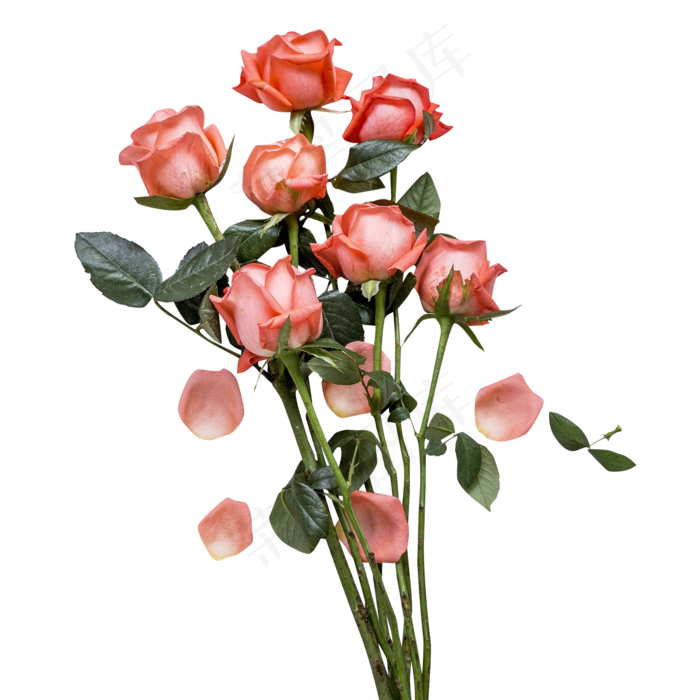 七夕节鲜艳芬芳的玫瑰