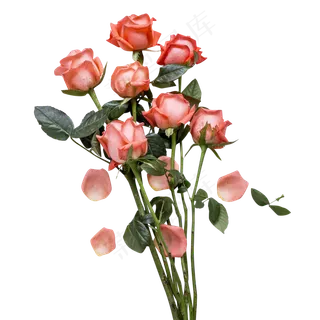 七夕节鲜艳芬芳的玫瑰 七夕节鲜艳芬芳的玫瑰