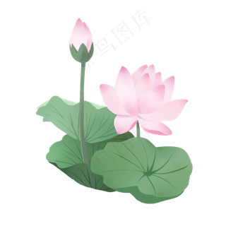 荷花荷叶粉色