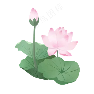 荷花荷叶粉色