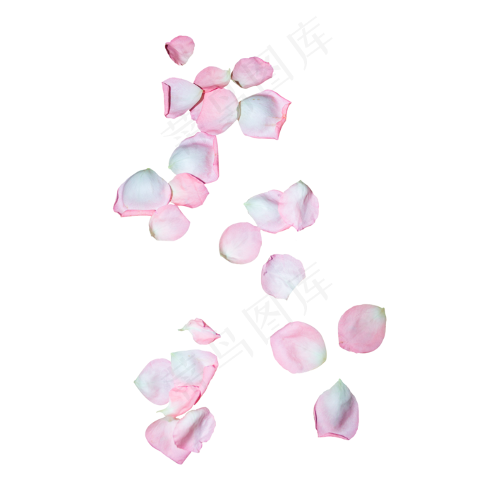 粉红色玫瑰花瓣(2000X2000(DPI:300))