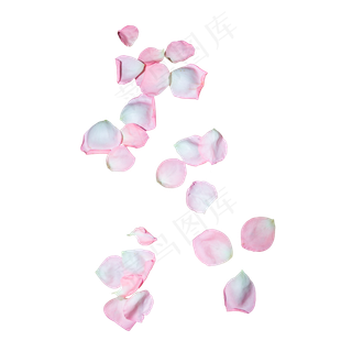粉红色玫瑰花瓣