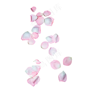 粉红色玫瑰花瓣