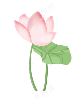 手绘中国风荷花