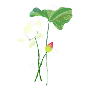 荷花荷叶莲花