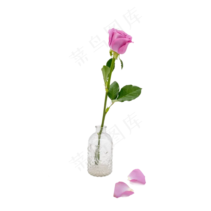透明花瓶和玫瑰花(2000*2000px 300 dpi )