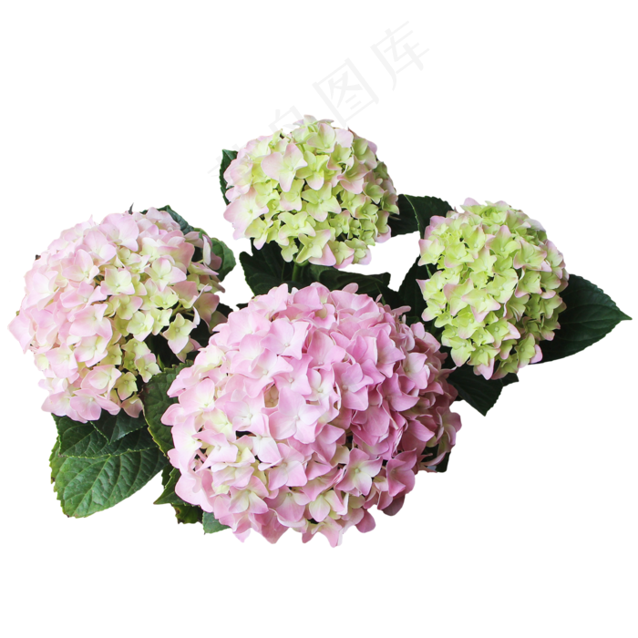 八仙花绣球花(4488X4688(DPI:300))